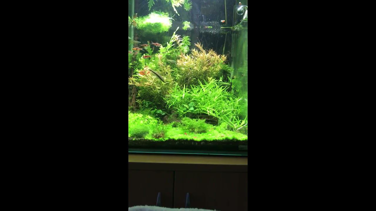 My fish tank time lapse