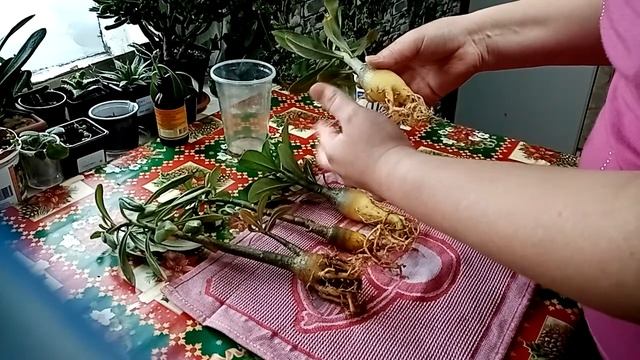 Адениум Сомаленс и Обесум смотрим корневую. Адениум Ждун