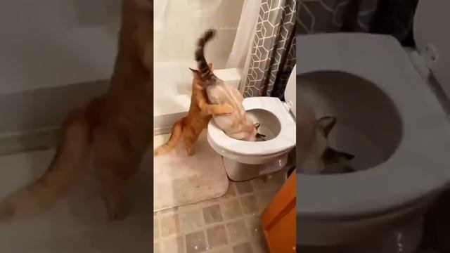 Я смеялся до слез !! Смешные видео с животными 3
