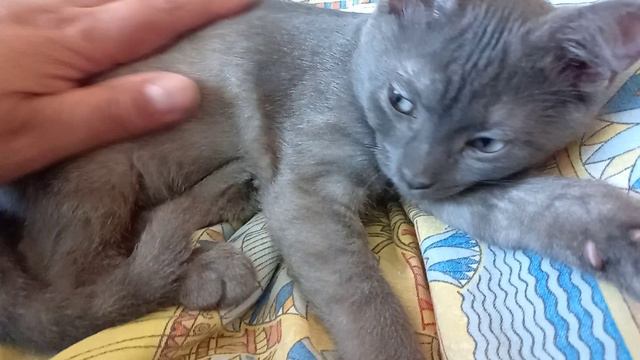 Антистресс Буся.