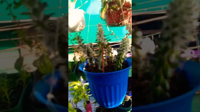 My precious plants.. #Plantita