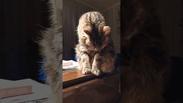 Кошка умывается