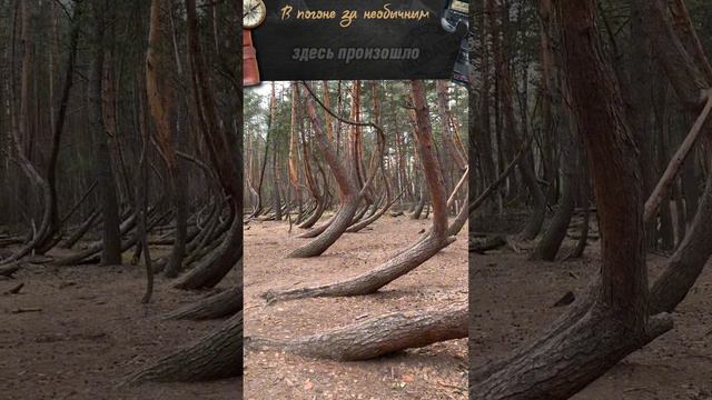Это самый необычный лес в мире