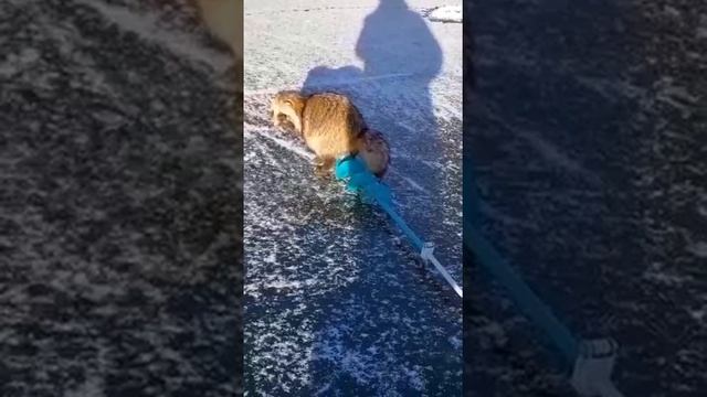 Рэкет есть и на рыбалке)))