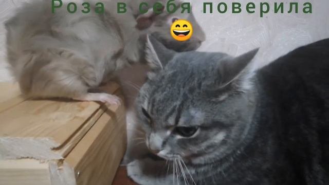 Морская свинка аббисинская и кот