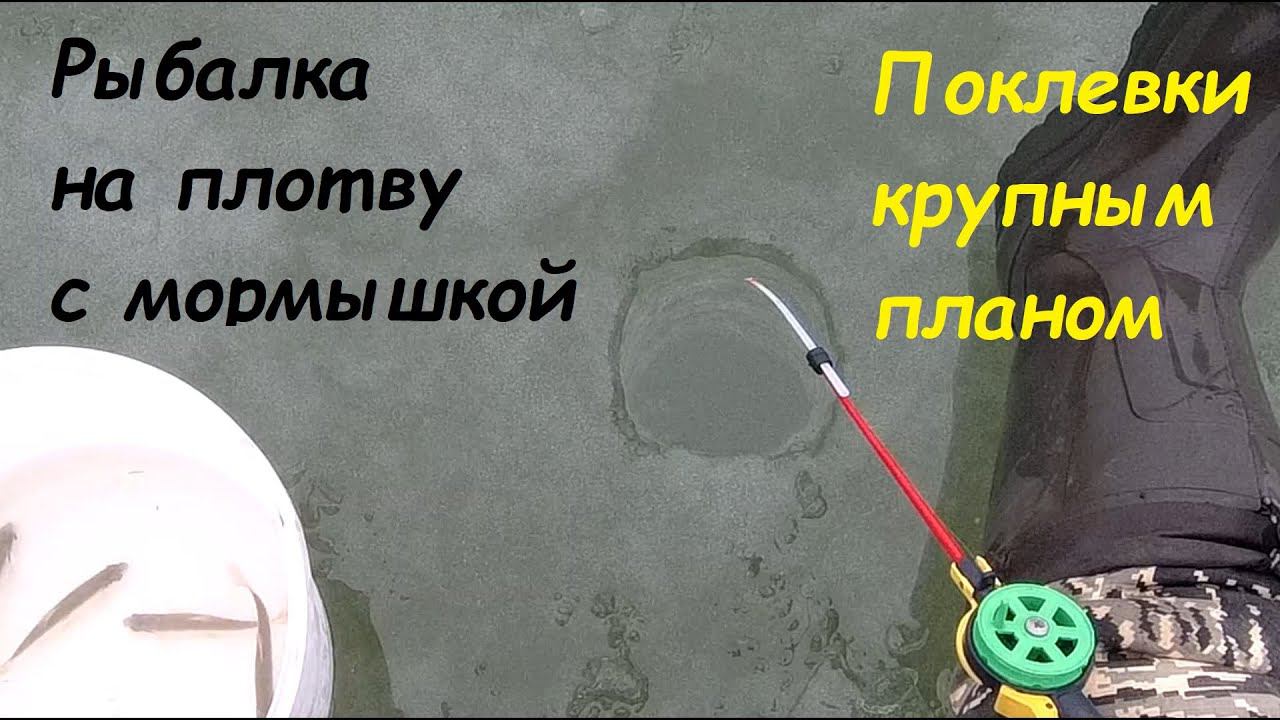 Зимняя рыбалка с кивком на мормышку. Сезон 2022-2023. Кивок крупным планом. Ловля живца.