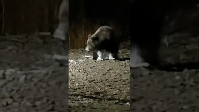Медведь и костер