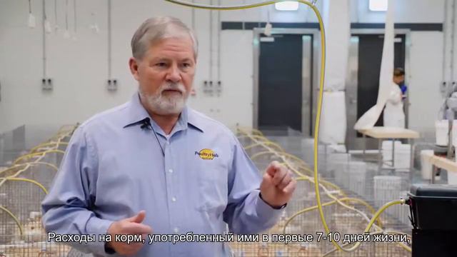 Применение кормовых добавок для цыплят