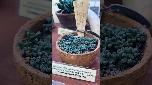 Литопсы и их родственники