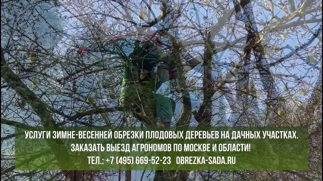 Услуги зимне-весенней обрезки плодовых деревьев в Москве, МО. Заказать выезд агронома т.84956695223