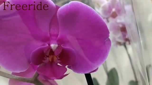 Обзор орхидей 16 июля 2020 АШАН и Леруа Мерлен Воронеж