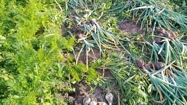 Пришла пора уборки чеснока и лука!!