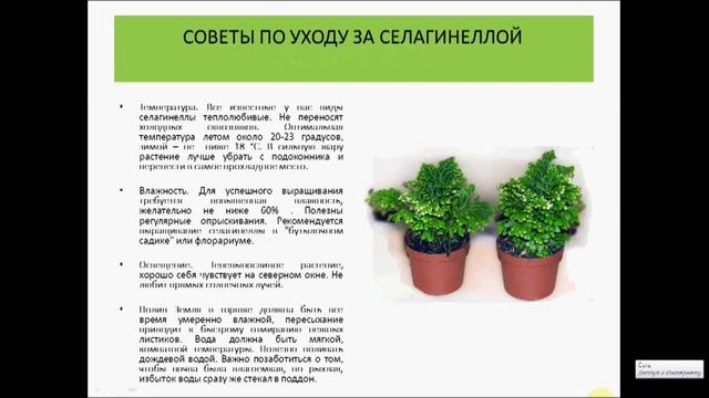 селагинелла