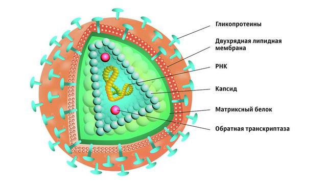 "Вирусы", Биология 7 класс, Сивоглазов
