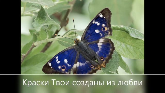 Краски Твои