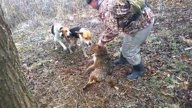 натравка на шакала