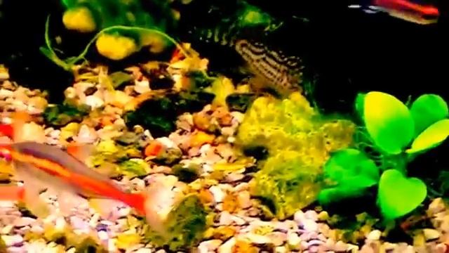 #Aquarium. Релаксация.  Aquascaping.