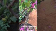 02 April 2021 Bonsai paperflower plant best Bougainvillea glabra, #bougainvillea #bonsai