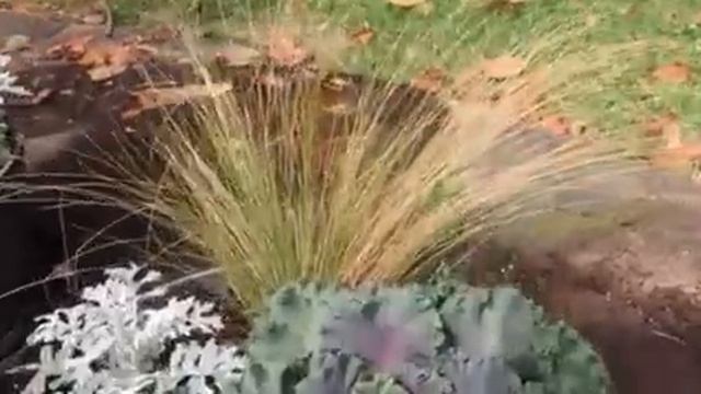 Making a Fall Planter with Kale, Mexican Feather Grass, Pansies and Dusty Miller