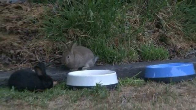 Six Baby Bunnies