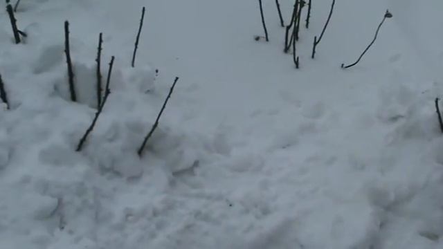 Дополнительное укрытие роз на зиму