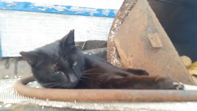 Разговариваю на татарском языке целый день. Бакча. Бозау.