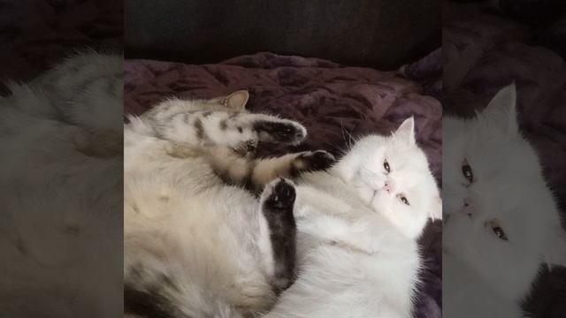Коты экзоты.mp4