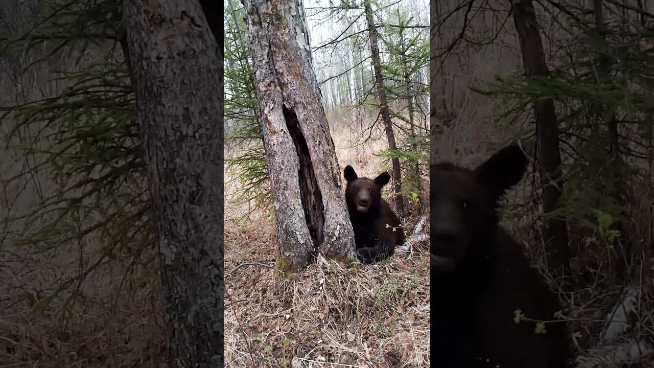 Оригинальный спуск медвежонка. #bear