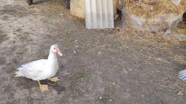 ІНДОУТКИ ШИПУНИ//ОКРЕМЕ ЖИТЛО,ГАРЕМ,ЇЖА,ВОДА,ЧОГО НЕ ВИСТАЧАЄ? напевно адріналину😀🤪