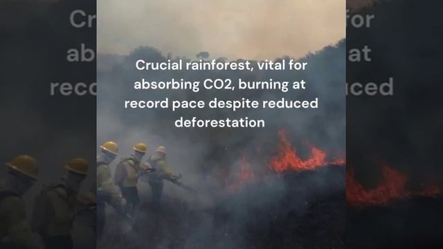⚡️Самый сильный сезон лесных пожаров за последние 20 лет обрушился на бразильскую Амазонию.