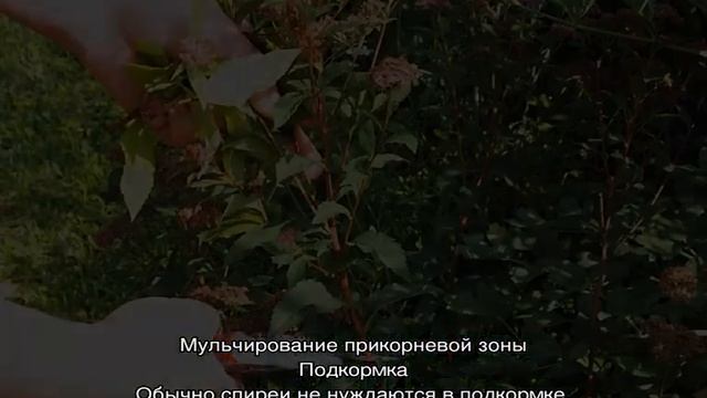 Как размножить спирею и укоренить из веточки