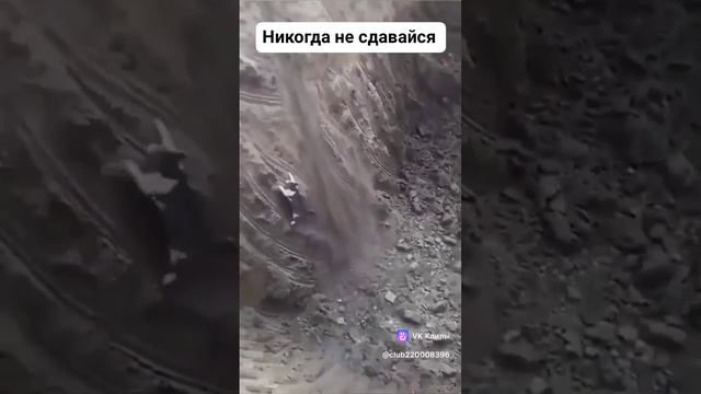 Никогда не здавайся