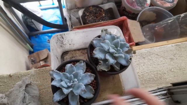 Echeveria Crispate Beauty   Succulent Unboxing video 65  Whilly