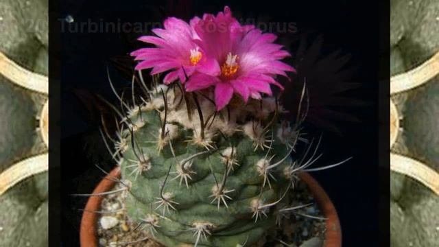 Cactus Turbinicarpus 39 Variedades