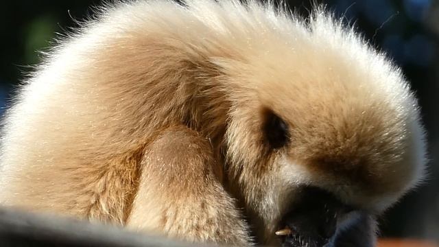 Panasonic LUMIX DC-FZ 82 Zoom Test – Gibbon im Zoo Schönbrunn Wien