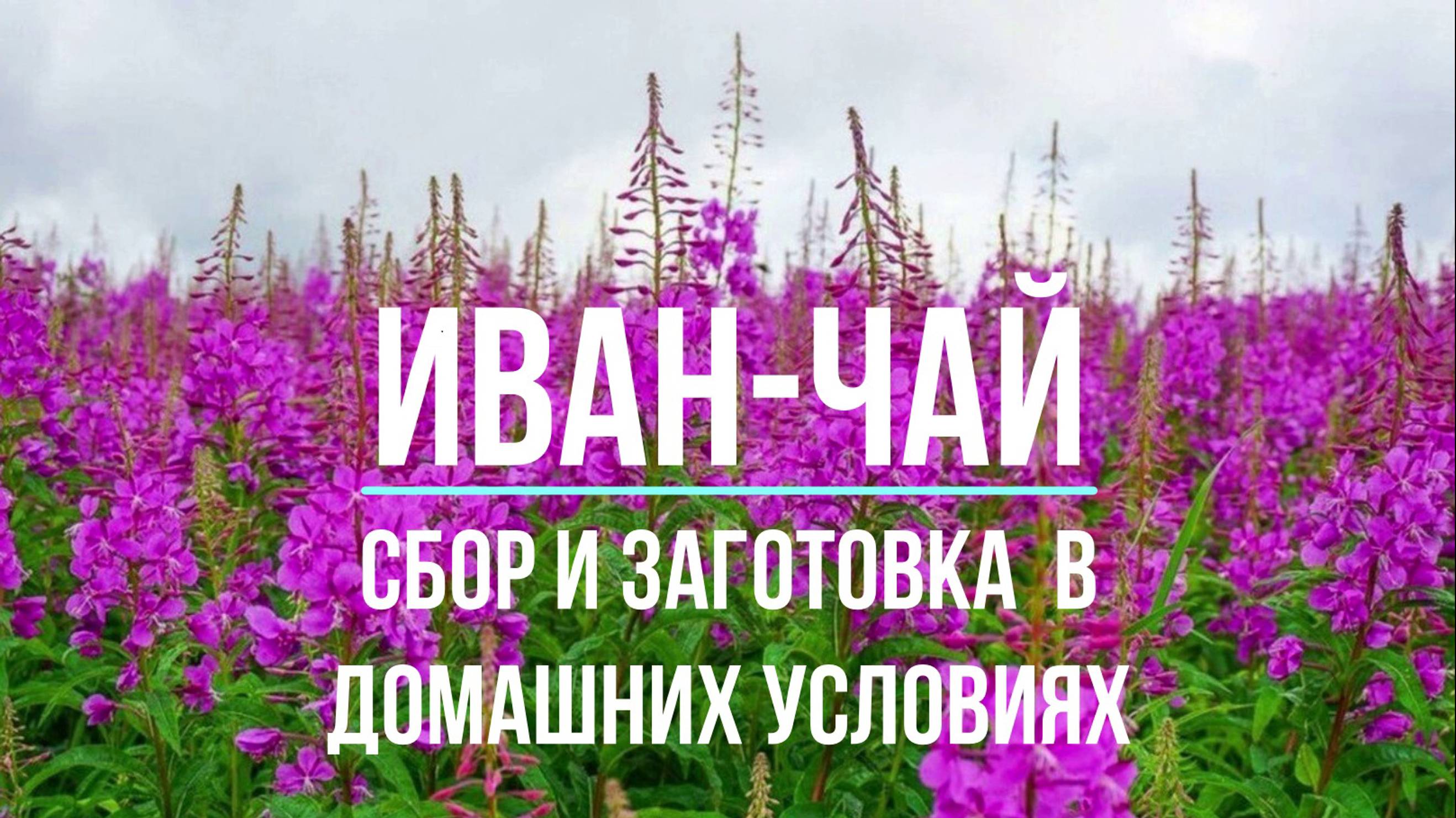 Сбор и заготовка Иван-чая в домашних условиях