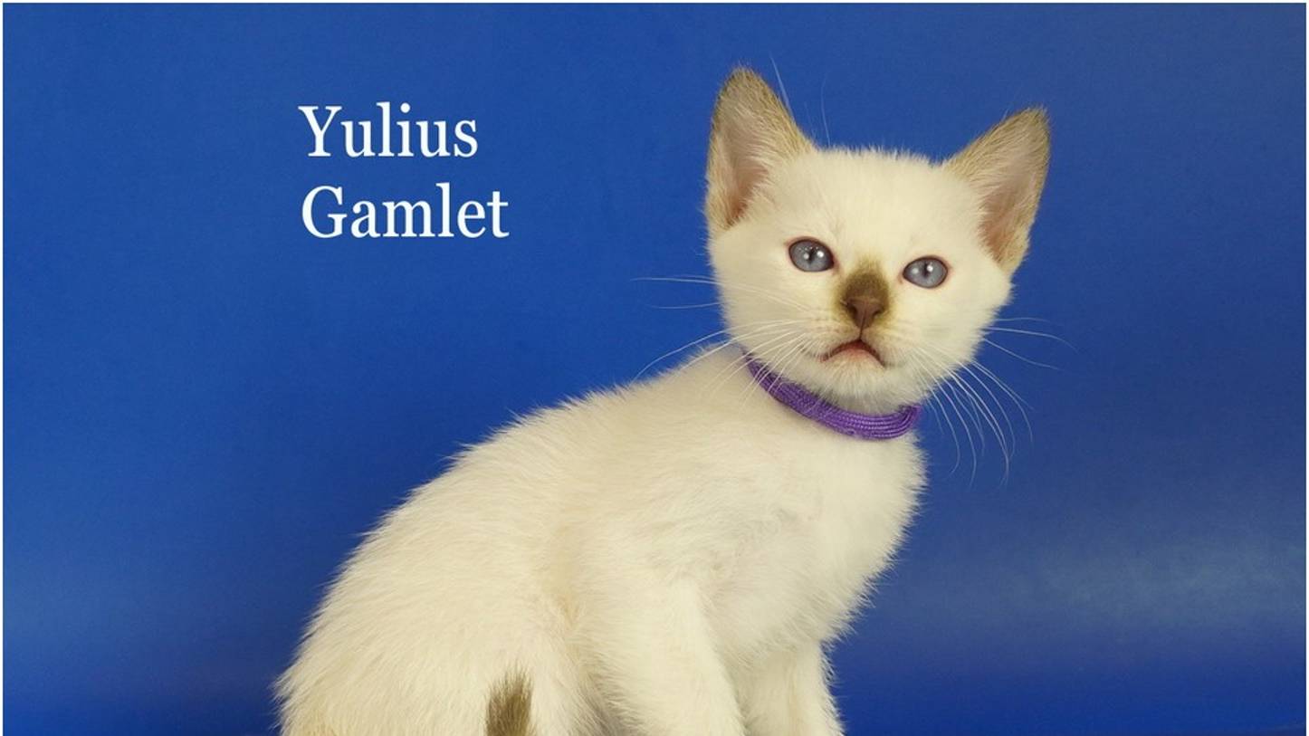 Тайский мальчик Yulius Gamlet, 1,5 месяца