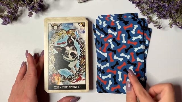 Обзор Wise Dog Tarot U.S. Games Systems. Wise Dog Tarot review  flip through