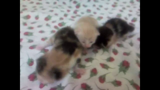 А глазки у котят все больше 12 день. And the eyes of the kittens have become larger. 12 day.