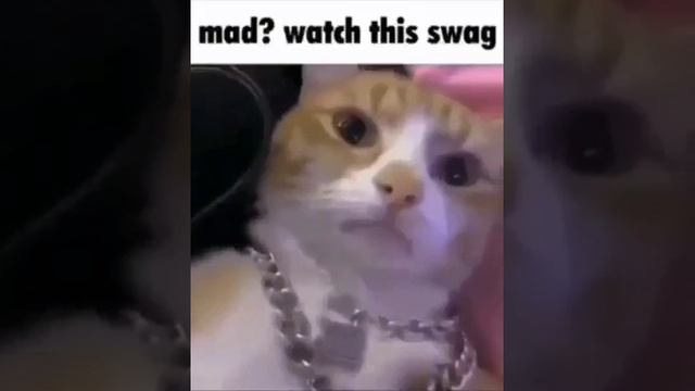 cat with swag