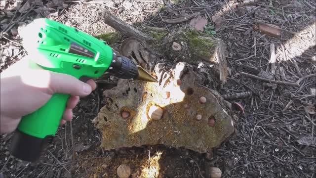 Кормушка для дятла. Изгоровление кормушки из пня удобное место для разлущивания орехов.