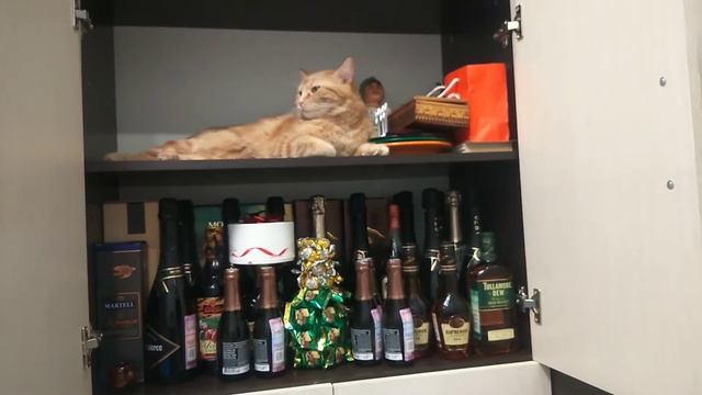 Кошка не даёт убираться в шкафу