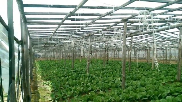 Много капусты в теплице  и не только A lot of cabbage in the greenhouse and not only