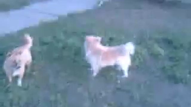 Песики чпокаются