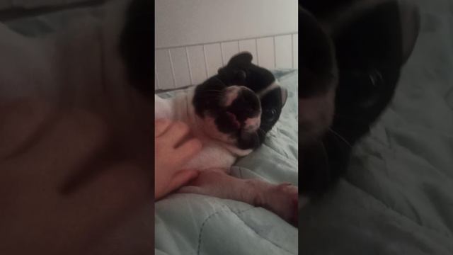 французский бульдог