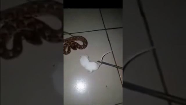 Злая змея 🐍