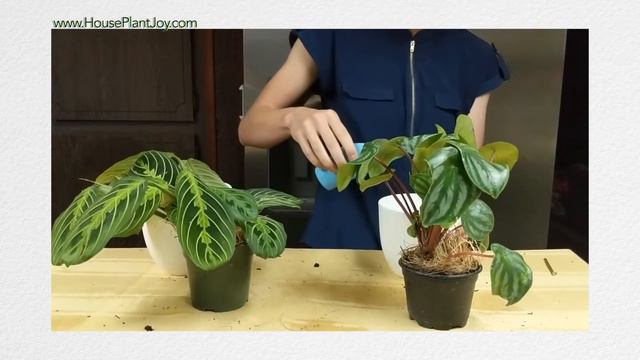 Repotting Maranta Plants (Prayer Plants) tutorial | Houseplant Joy