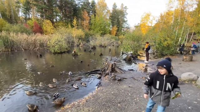 Влог от 1.10.2023. Пруд с утками в Новосибирском Академгородке.