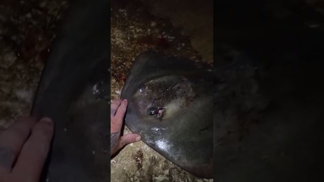НОЧНОЙ МОНСТР!!! Рыбалка в Крыму Ялта.