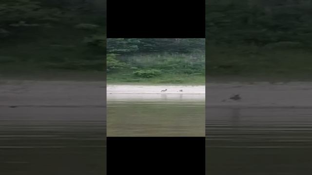 VID_20240612_073837.mp4